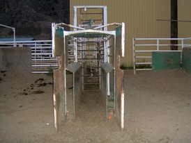 Custom Built Roping Chutes.